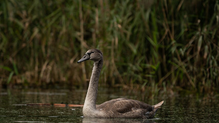 Young Mute Swan (Cygnus olor) on the lake among the reeds. Wildlife scene with water bird. Swan on summer day in calm water. Bird in the nature habitat