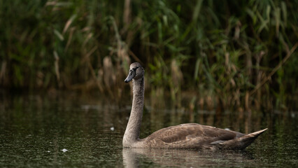 Young Mute Swan (Cygnus olor) on the lake among the reeds. Wildlife scene with water bird. Swan on summer day in calm water. Bird in the nature habitat
