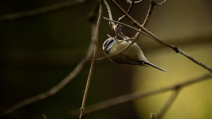 Blue Tit (Cyanistes caeruleus) hanging upside down on tree branch on a sunny morning in the forest