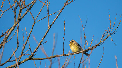 Yellowhammer (Emberiza citrinella) sits on a dry branch in the crown of trees on blue sky background