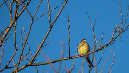 Yellowhammer (Emberiza citrinella) sits on a dry branch in the crown of trees on blue sky background
