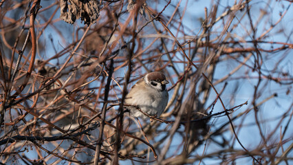 The Eurasian Tree Sparrow (Passer montanus) sits on a dry branch in the crown of trees