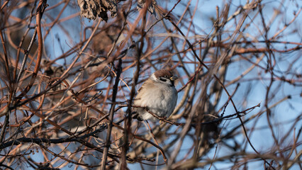 The Eurasian Tree Sparrow (Passer montanus) sits on a dry branch in the crown of trees