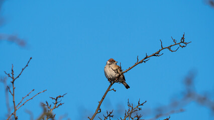 The Eurasian Tree Sparrow (Passer montanus) sits on a dry branch in the crown of trees on blue sky background