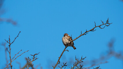 The Eurasian Tree Sparrow (Passer montanus) sits on a dry branch in the crown of trees on blue sky background