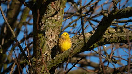 Yellowhammer (Emberiza citrinella) sitting on branch of tree on blue sky background