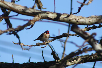 Stieglitz (Carduelis carduelis) sitz auf einem Ast