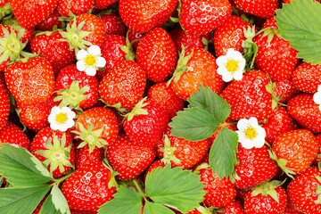 Strawberries berries fruits strawberry berry fruit from above with leaves and blossoms