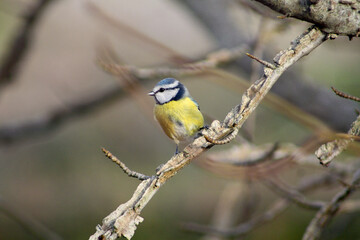 Blaumeise   (Cyanistes caeruleus, Syn.: Parus caeruleus) auf einem Ast sitzend
