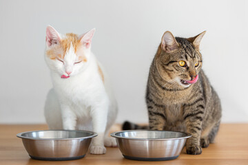 Two domesticated cats having a meal - 482894241