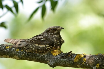 lizard on a tree