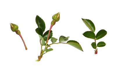 Set of green rose leaves and buds isolated