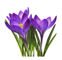 Purple crocus flowers and leaves isolated