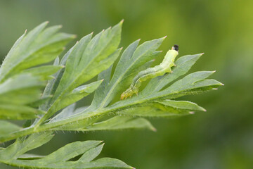 Pests on carrot leaves. leafhoppers and caterpillar.