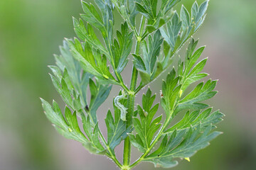 Pests on carrot leaves. leafhoppers and caterpillar.