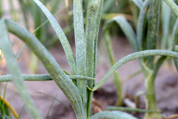 Onion leaves destroyed by thrips. They are dangerous pests of many kinds of crops and ornamental...