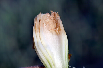 Onion damaged by Delia antiqua, commonly known as the onion fly, is a cosmopolitan pest of crops. The larvae or maggots feed on onions, garlic, and other bulbous plants.