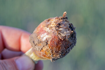 Onion damaged by Delia antiqua, commonly known as the onion fly, is a cosmopolitan pest of crops....