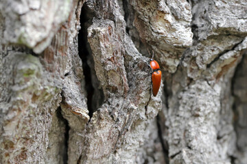The close-up of the Elater ferrugineus, the rusty click beetle on an oak tree