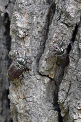Hermit beetle - Osmoderma eremita. Two beetles sitting on the bark of an oak tree.