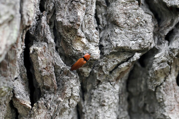 The close-up of the Elater ferrugineus, the rusty click beetle on an oak tree