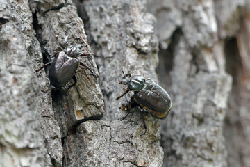 Hermit beetle - Osmoderma eremita. Two beetles sitting on the bark of an oak tree.