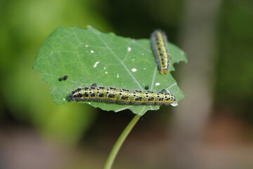 Side view of a caterpillar, cabbage white butterfly, Pieris brassicae, on a leaf of nasturtium.