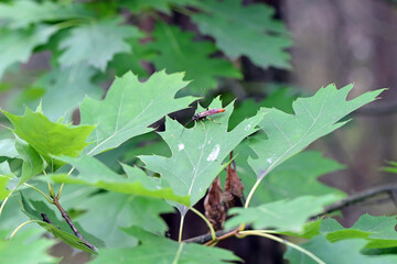 Hymenoptera of the family Ichneumonidae on a red oak leaf. These are known parasitoids of plant pests.