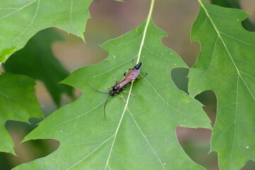 Hymenoptera of the family Ichneumonidae on a red oak leaf. These are known parasitoids of plant pests.