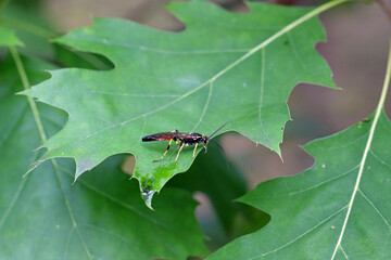 Hymenoptera of the family Ichneumonidae on a red oak leaf. These are known parasitoids of plant pests.