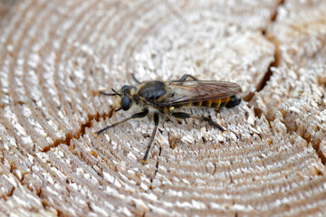 A yellow robberfly, Laphria flava, on a wooden background.