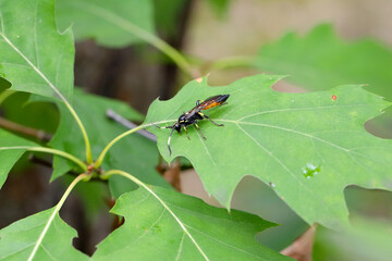 Hymenoptera of the family Ichneumonidae on a red oak leaf. These are known parasitoids of plant pests.