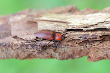 The close-up of the Elater ferrugineus, the rusty click beetle on an oak tree