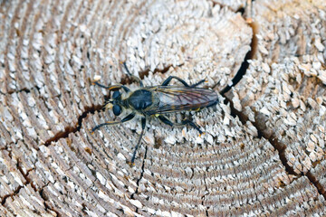 A yellow robberfly, Laphria flava, on a wooden background.