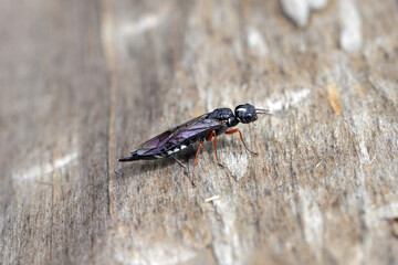 A female of the Black Necked Wood Wasp on a wood log (Xiphydria camelus, Family Xiphydriidae).