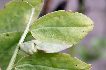 The little leafhopper - Empoasca on the leaves of broad beans. These are crop pests that suck plant...
