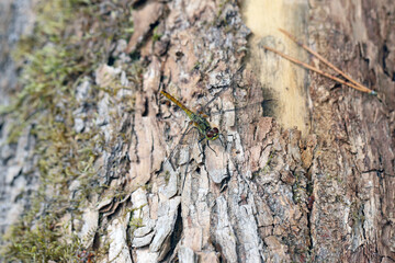 A dragonfly on the bark of a tree.