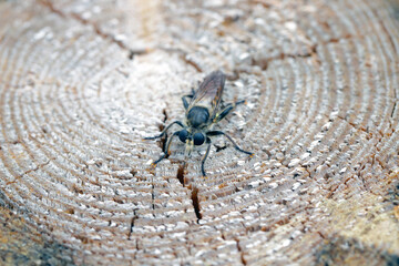A yellow robberfly, Laphria flava, on a wooden background.