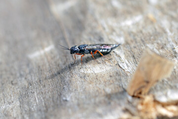 A female of the Black Necked Wood Wasp on a wood log (Xiphydria camelus, Family Xiphydriidae).