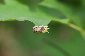 Spotted sawfly larvae feeding on a red oak bush leaf.