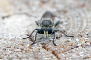 A yellow robberfly, Laphria flava, on a wooden background.
