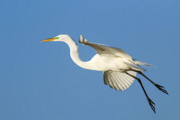 Great Egret (Ardea alba) in flight