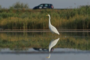 great blue heron in the water