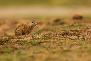 Naklejka na ściany i meble European ground squirrel (Spermophilus citellus) sitting on the plain near his lair