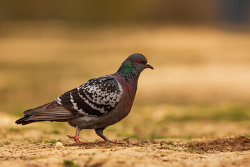 domestic pigeon (Columba livia domestica) walking across the sandy lawn