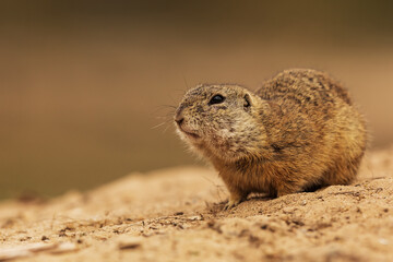 Naklejka na ściany i meble European ground squirrel (Spermophilus citellus) is a piece of the body still in the hole