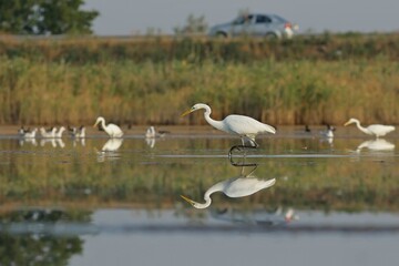 white heron in flight