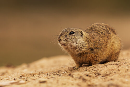 European ground squirrel (Spermophilus citellus) is a piece of the body still in the hole