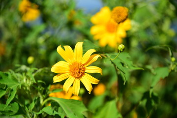 Beautiful flowers in the garden Blooming in the summer.