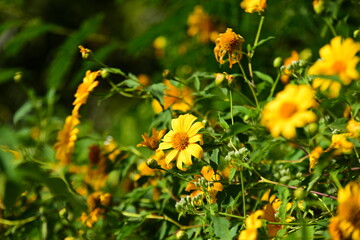 Beautiful flowers in the garden Blooming in the summer.